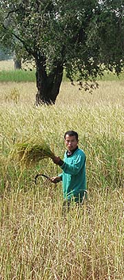 'Rice Harvest in Roi Et | Isan | Northeast Thailand' by Asienreisender